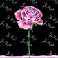 Rózsa mintás print fekete és pink háttérrel.